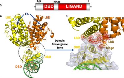 The protein architecture and allosteric landscape of HNF4α